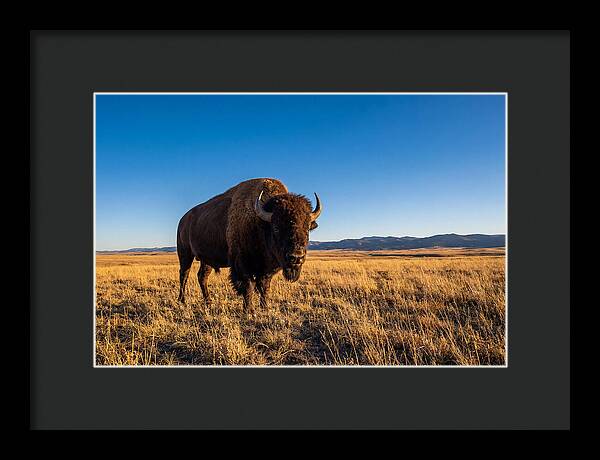 African Buffalo Bull On Plains