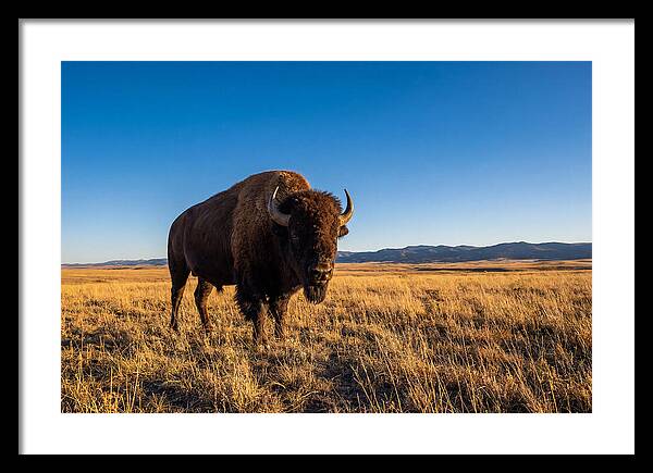 African Buffalo Bull On Plains