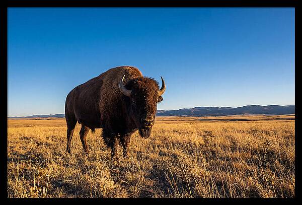African Buffalo Bull On Plains