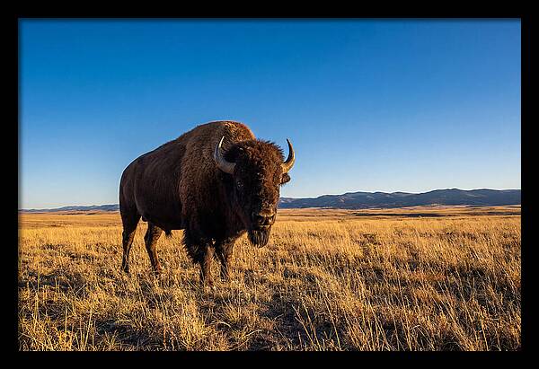 African Buffalo Bull On Plains