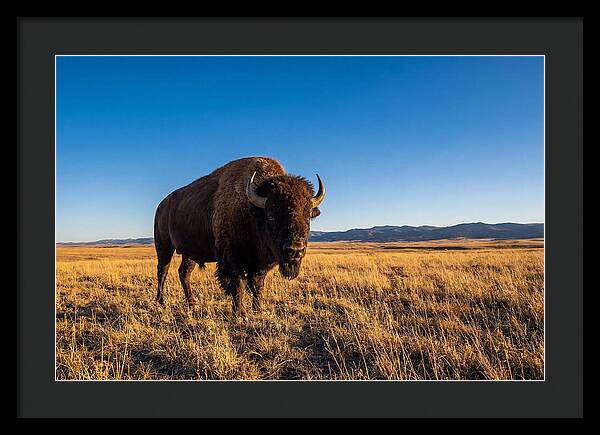 African Buffalo Bull On Plains