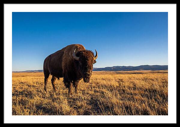 African Buffalo Bull On Plains