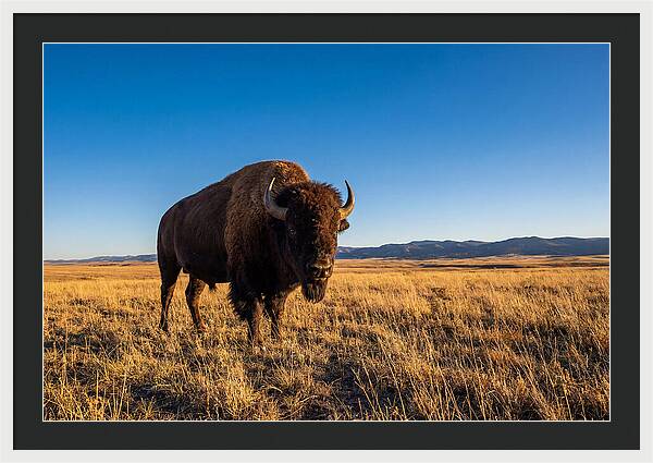 African Buffalo Bull On Plains