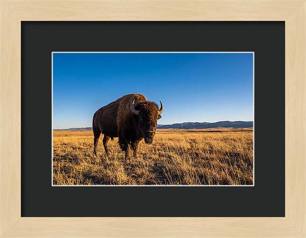 African Buffalo Bull On Plains