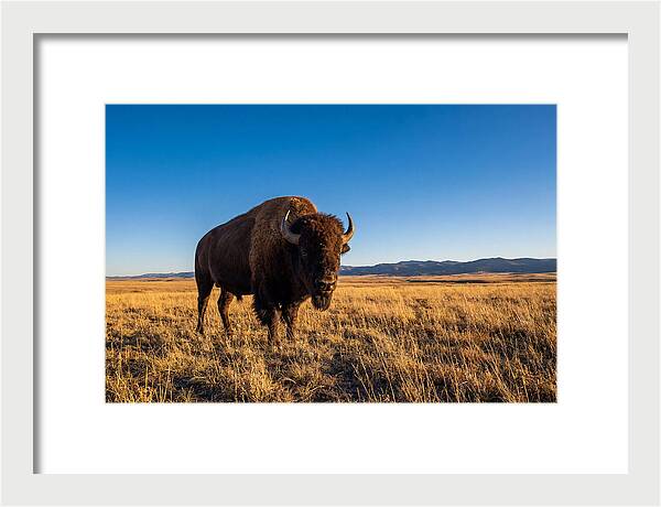 African Buffalo Bull On Plains