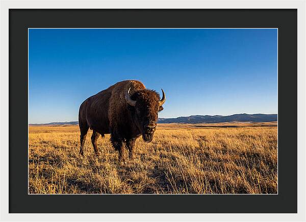African Buffalo Bull On Plains