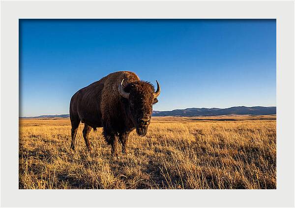 African Buffalo Bull On Plains