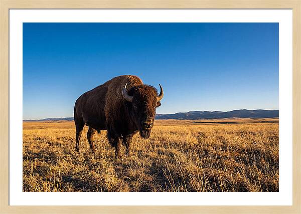African Buffalo Bull On Plains