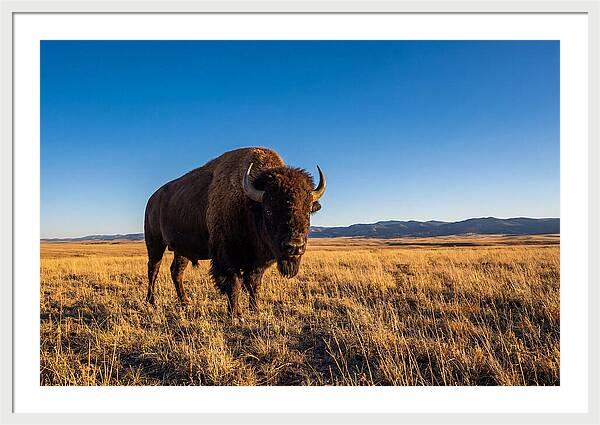 African Buffalo Bull On Plains