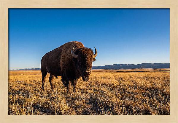 African Buffalo Bull On Plains