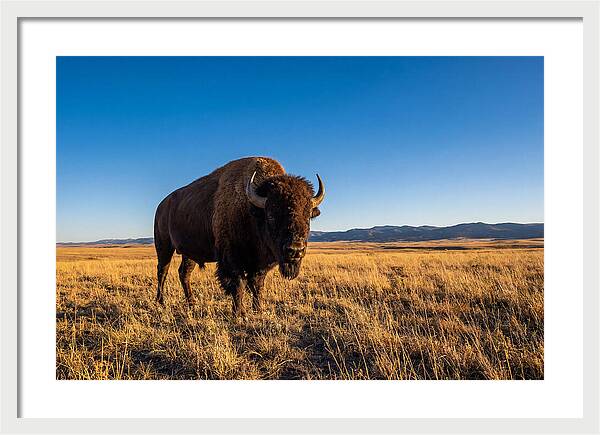 African Buffalo Bull On Plains