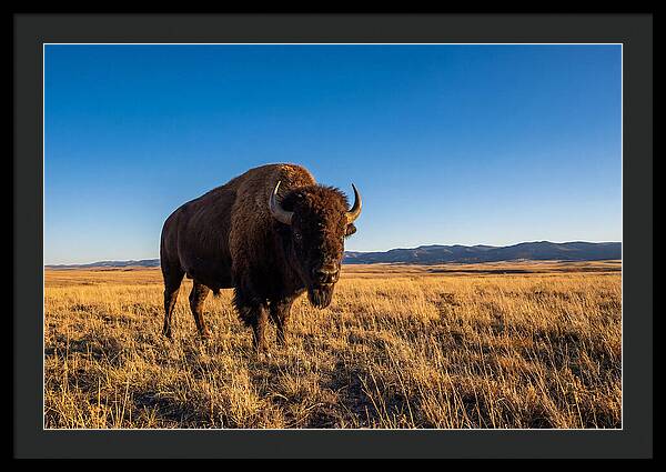 African Buffalo Bull On Plains