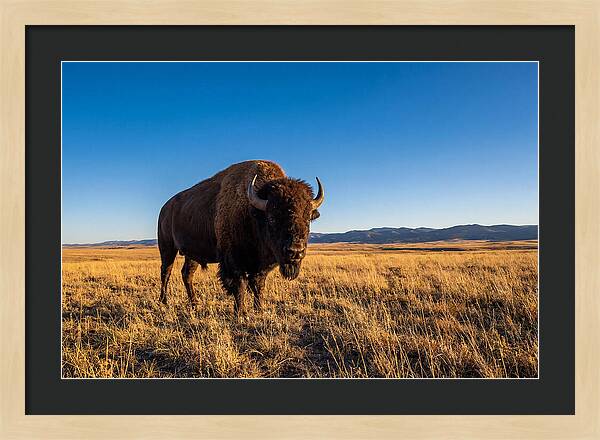 African Buffalo Bull On Plains