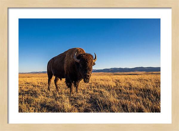 African Buffalo Bull On Plains