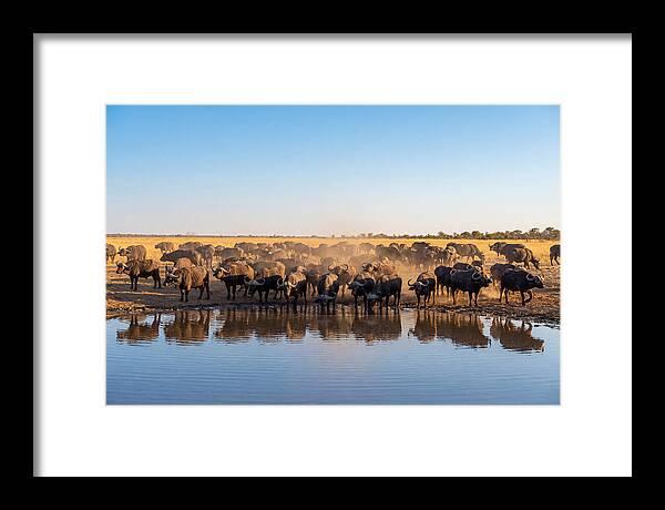 African Buffalo Herd At Waterhole
