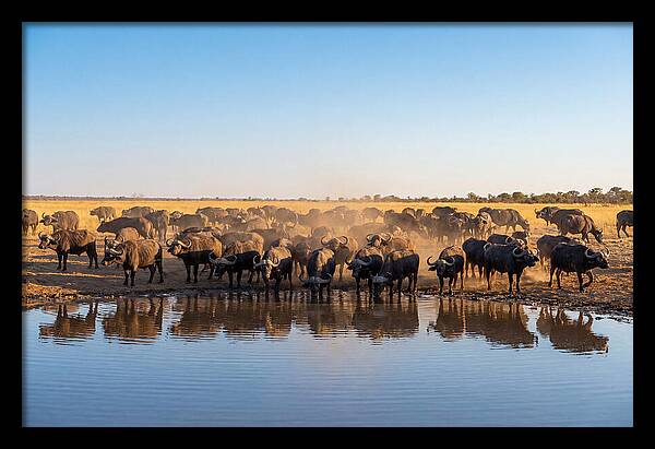 African Buffalo Herd At Waterhole