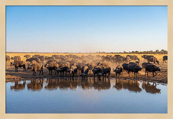 African Buffalo Herd At Waterhole