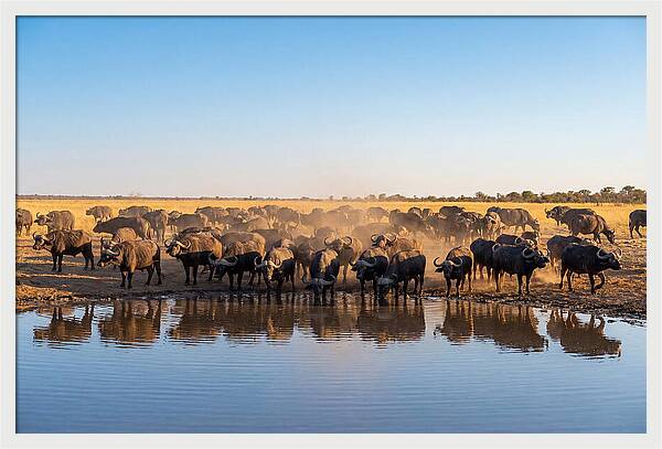 African Buffalo Herd At Waterhole