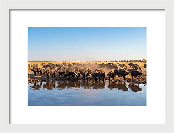 African Buffalo Herd At Waterhole