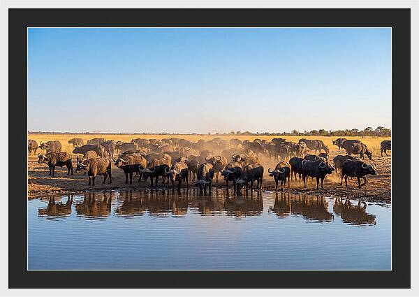 African Buffalo Herd At Waterhole