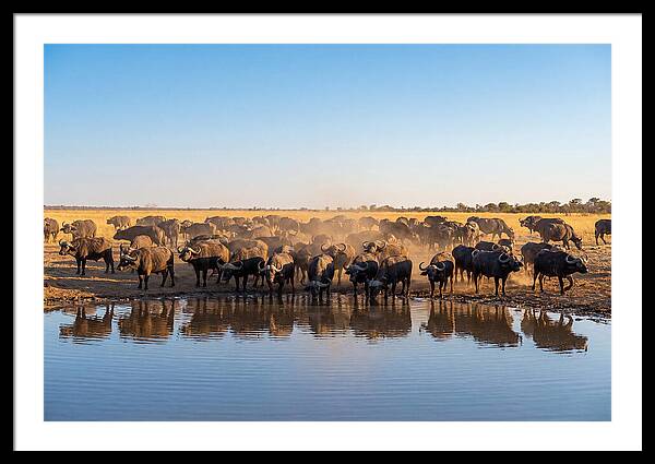 African Buffalo Herd At Waterhole