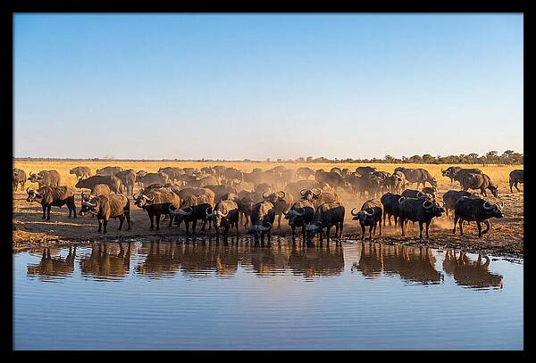 African Buffalo Herd At Waterhole