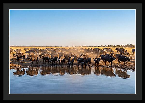 African Buffalo Herd At Waterhole