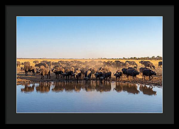African Buffalo Herd At Waterhole