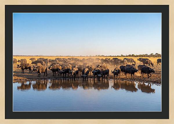 African Buffalo Herd At Waterhole