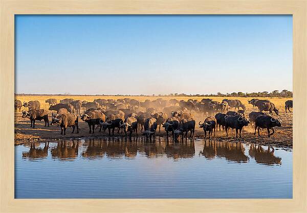 African Buffalo Herd At Waterhole