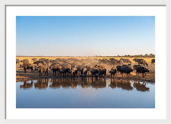 African Buffalo Herd At Waterhole