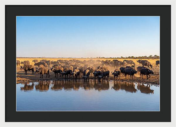 African Buffalo Herd At Waterhole