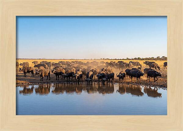African Buffalo Herd At Waterhole