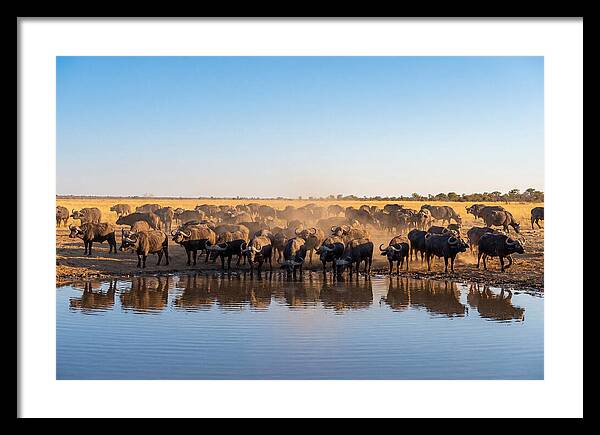 African Buffalo Herd At Waterhole