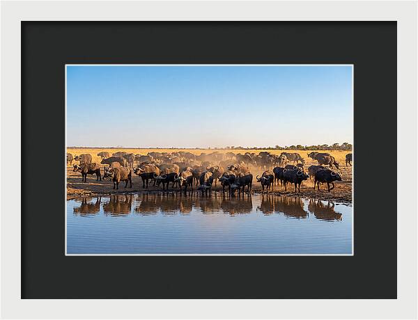 African Buffalo Herd At Waterhole