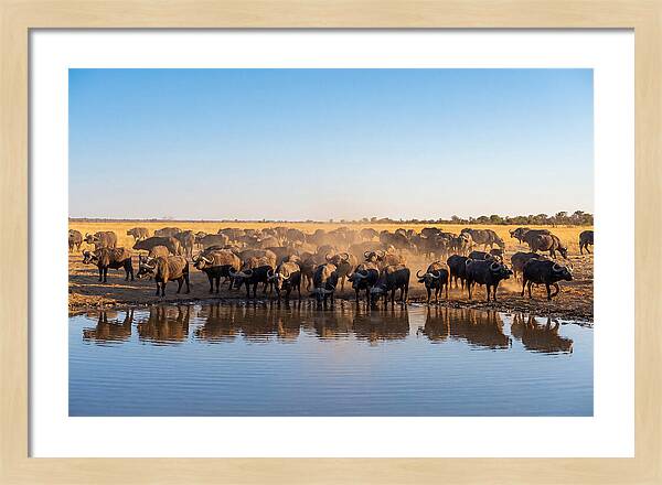 African Buffalo Herd At Waterhole