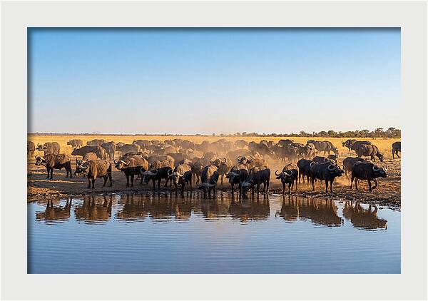 African Buffalo Herd At Waterhole