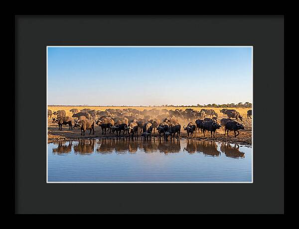 African Buffalo Herd At Waterhole