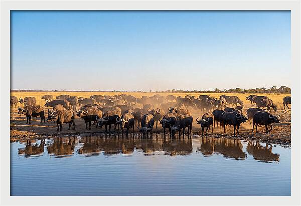 African Buffalo Herd At Waterhole