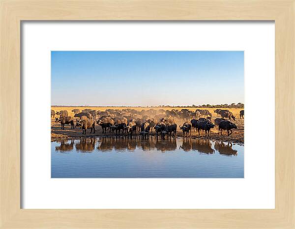 African Buffalo Herd At Waterhole