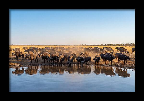 African Buffalo Herd At Waterhole