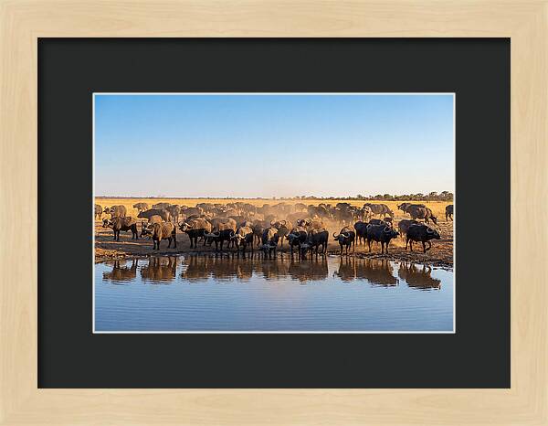 African Buffalo Herd At Waterhole