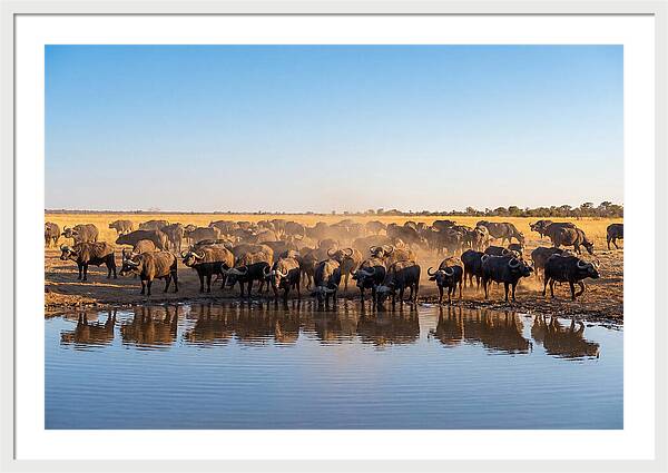 African Buffalo Herd At Waterhole
