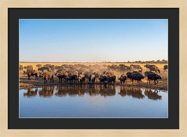 African Buffalo Herd At Waterhole