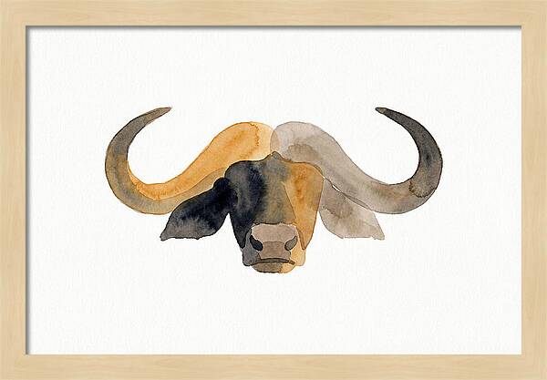 African Buffalo Portrait