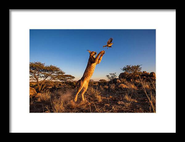 African Caracal Hunting Moment