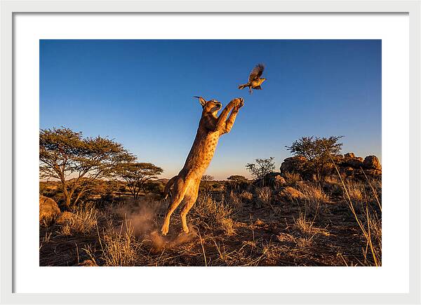 African Caracal Hunting Moment