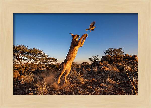 African Caracal Hunting Moment