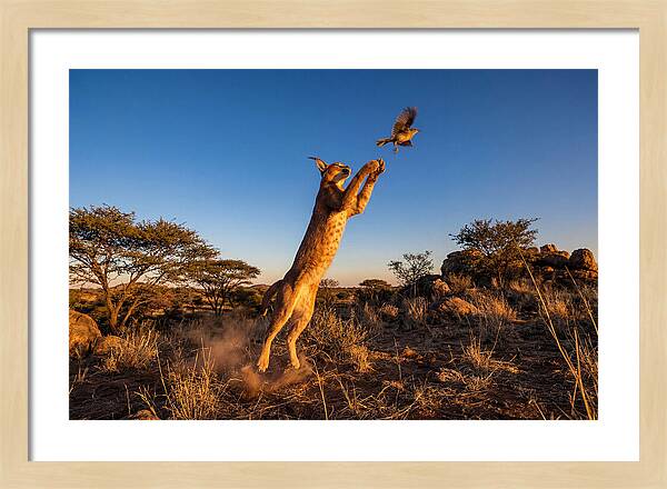 African Caracal Hunting Moment