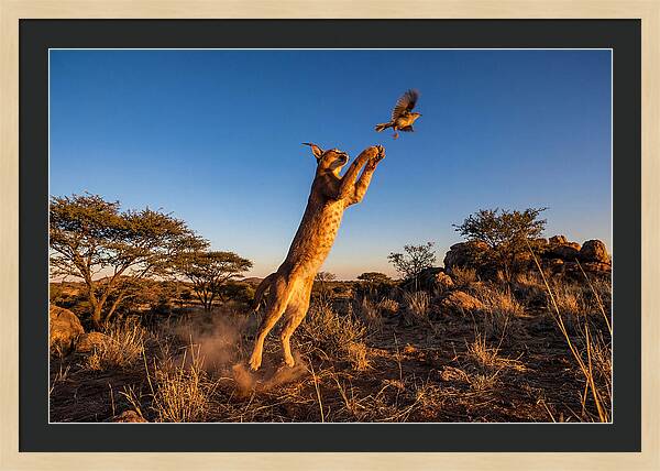 African Caracal Hunting Moment